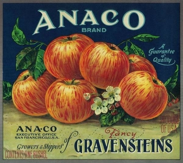 Anaco Apple Crate Label – San Francisco, CA #apple #crate #vintage #label