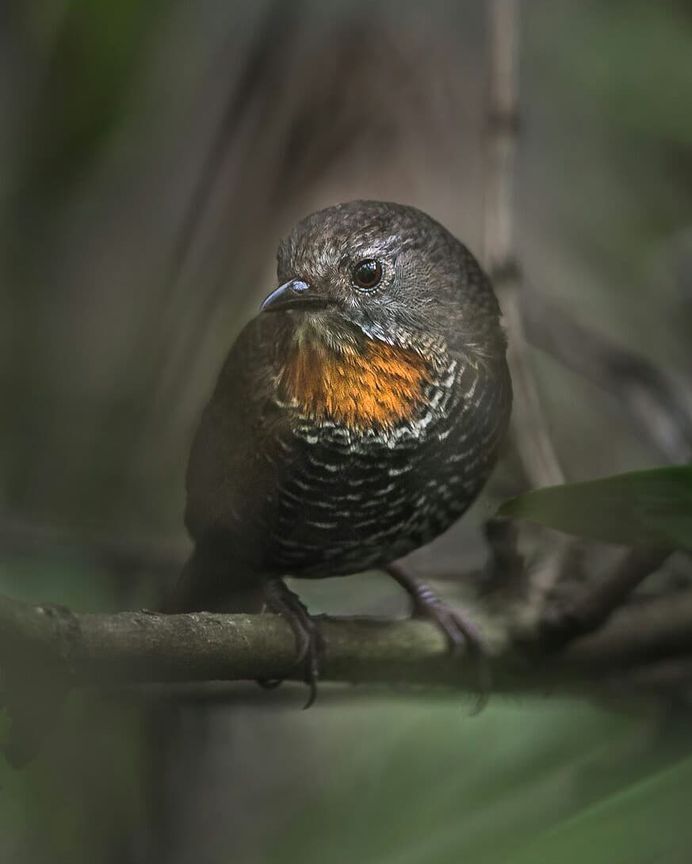 Mishmi Wren-babbler - Mishmi Hills, Arunachal Pradesh, India