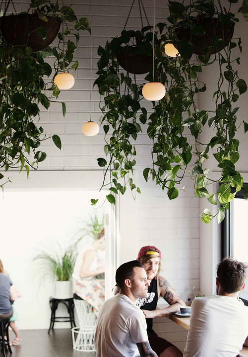 Tumblr #plant