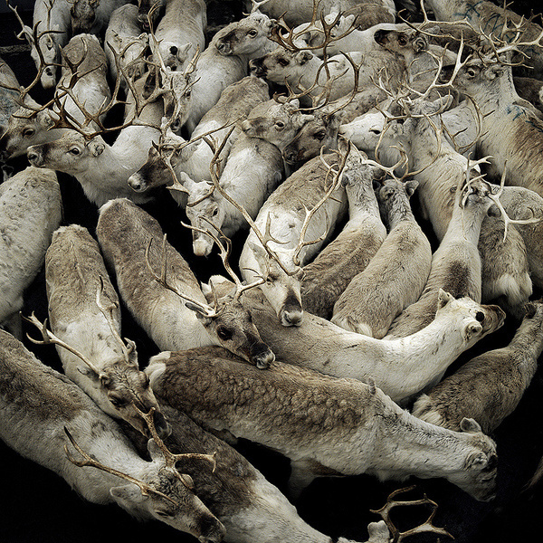 fkmagazine.lvCeline Clanet and Maze #photography #animals