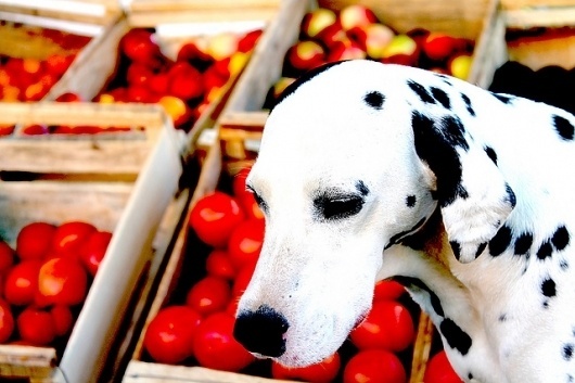 pecas y tomates | Flickr - Photo Sharing! #dalmatian