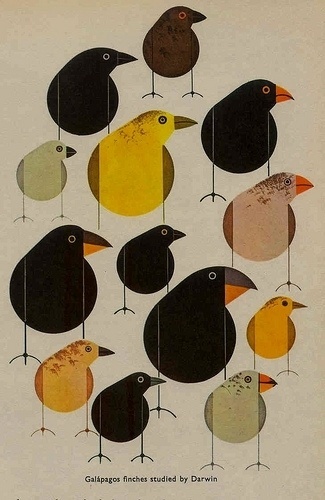 Charley Harper birds | For Me, For You #charley #birds #illustration #harper
