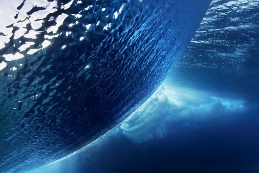 National Geographic's Photography Contest 2010 - The Big Picture - Boston.com #photography #underwater