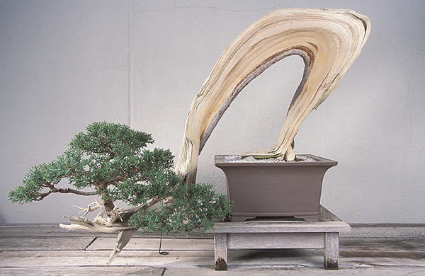 National Bonsai Museum – Washington, D.C. - Atlas Obscura