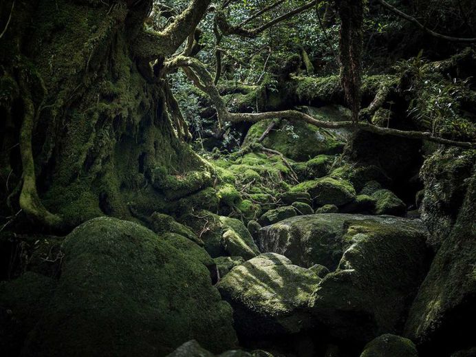 Yakushima - The Forest Spirit: Landscape Photography by Raphael Olivier