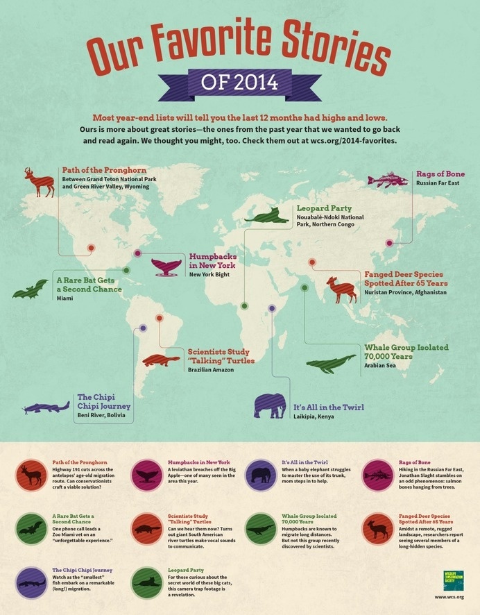 An infographic for the top favorite stories on wildlife from the past 12 months at WCS. #infographic #design #graphic #wildlife #data #visualization #animals