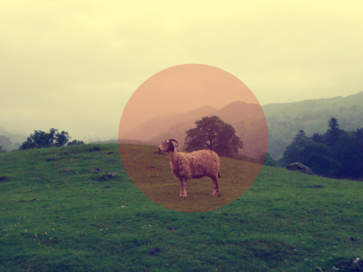 A little something #lakes #grass #uk #countryside #sheep #mountains #hills #england