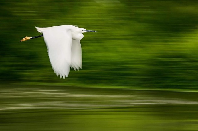 Brilliant Birds Photography by Jonas Classon