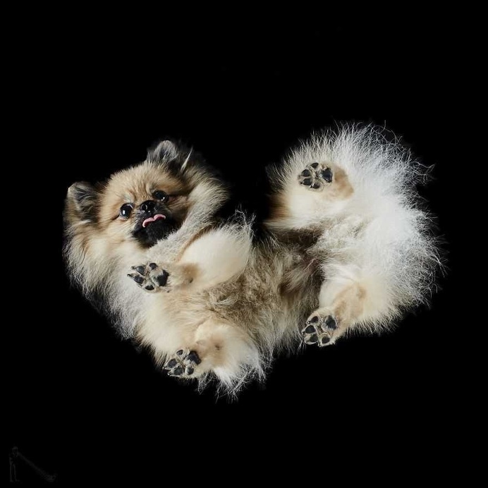 Under-Dogs: Dogs Pictured from Underneath by Andrius Burba