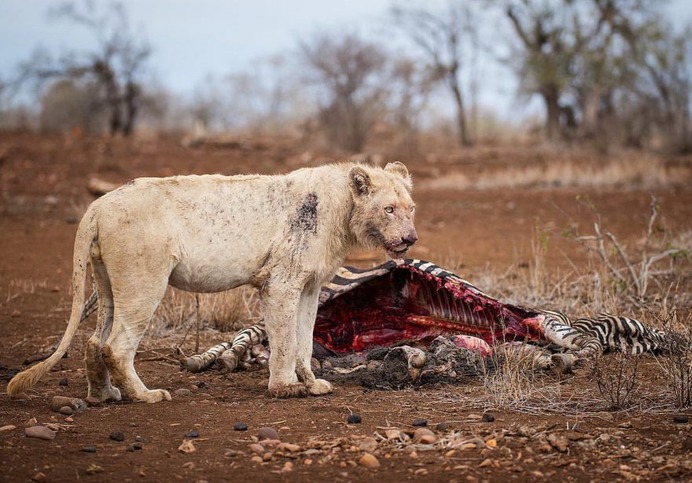 Awesome Close-Up Portraits of Wild Animals by Rudi Hulshof