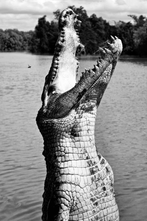 WILD THING: Shell Blues #photography #black and white #crocodile #snap #jaws #beauty #animal #reptile #hunt #fear #eat