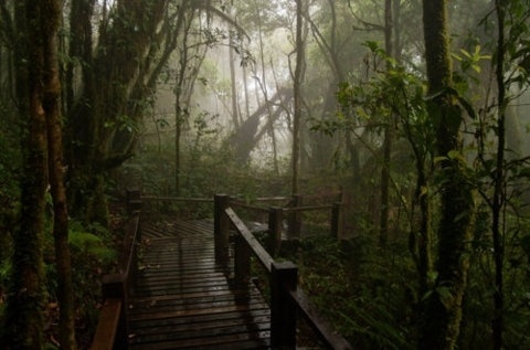 FFFFOUND! | nonclickableitem #plants