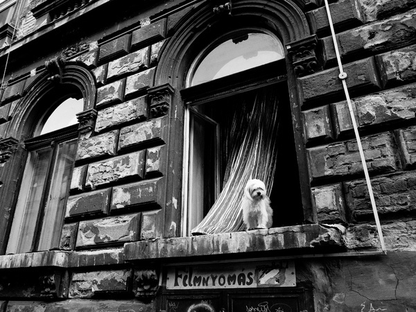 Dog in the window #white #budapest #black #and #window #dog
