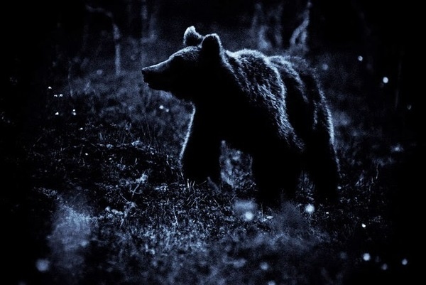 Animals Photography by Kimmo Savolainen #inspiration #photography #animal