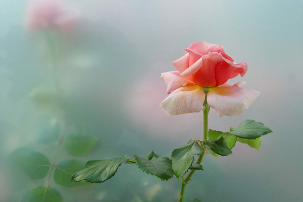 45 Beautiful Pictures of Roses #pictures #roses