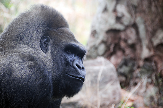 Gorilla #nature #gorilla