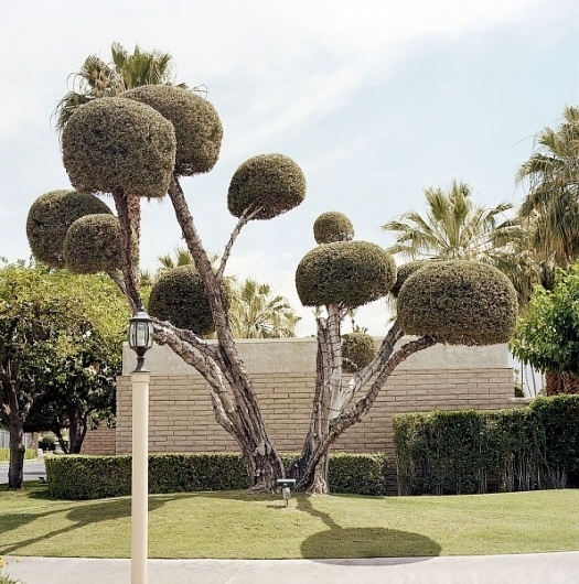 Growth. - Russian Carpet: Daily inspiration, trends, mood board. Architecture, art, design, fashion, photography. #inspiration #growth #board #russian #photography #carpet #mood #garden #trees