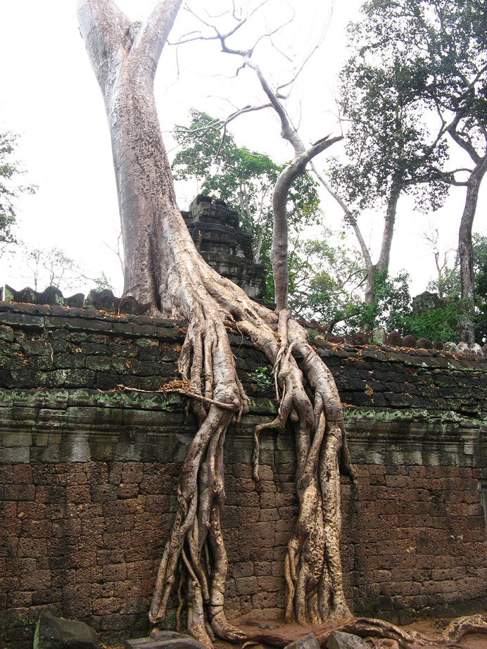 tree-roots-concrete-pavement-15 #root #photography #tree