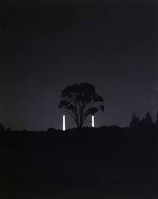 photo #tree