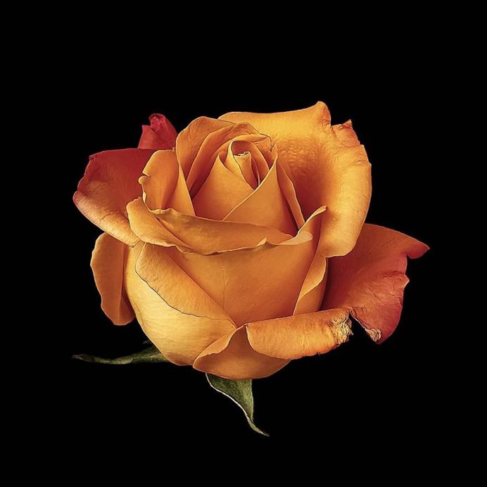 Fine Art Flower Photography by Cristiane Teston