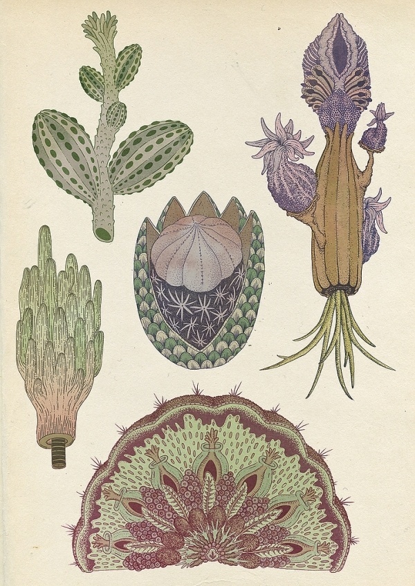 Archive illustration | Feather and Webb #katie #smith #design #illustration #art