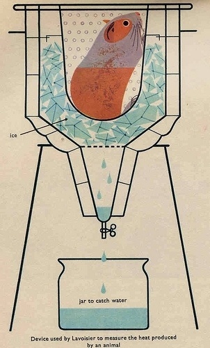 Whisper + Holler (momentitus: From a 1960's biology book (by...) #biology #design #book #illustration #vintage