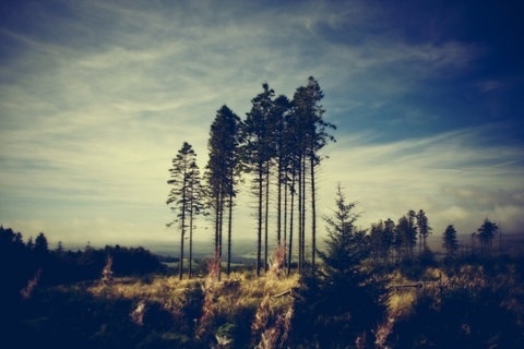 FFFFOUND! | Blog - thirtythr33.de - The Portfolio of Sebastian Bentler #blue #forest #tree #sky