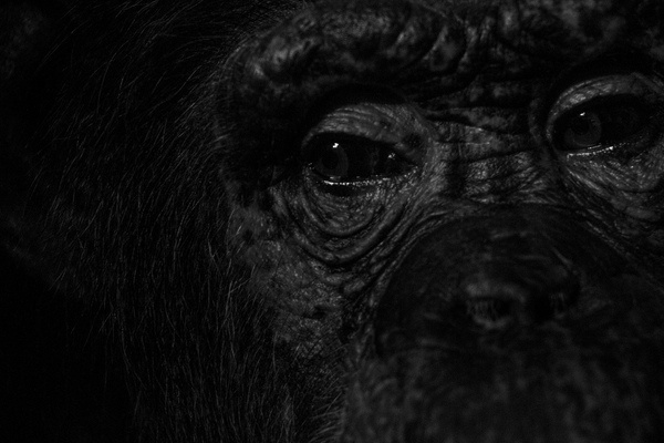 Baltimore Zoo Black and White Monkey Closeup #white #eyes #chimp #black #monkey #primate #photography #nature #and #animal #beauty