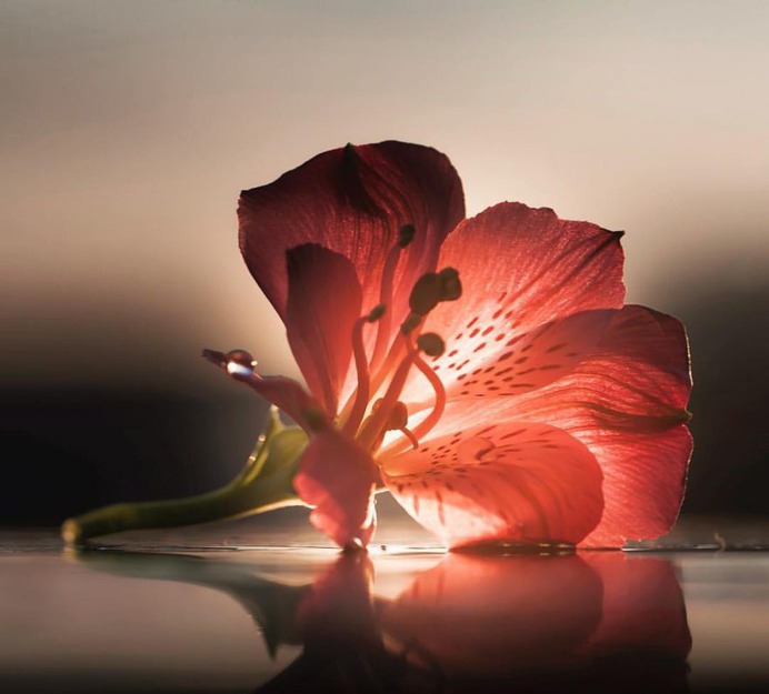 Beautiful Macro Flower Photography by Silvia Kobelova