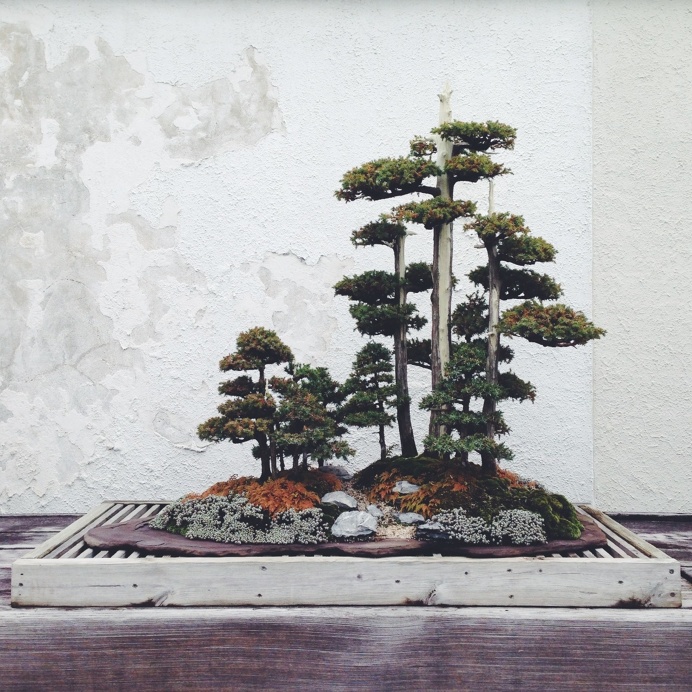 Bonsai