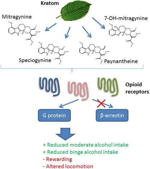 G protein-biased kratom-alkaloids and synthetic carfentanil-amide opioids as potential treatments for alcohol use disorder


https://kratomlords.com/kratom-research/protein-biased-kratom-alkaloids-potential-treatments/
