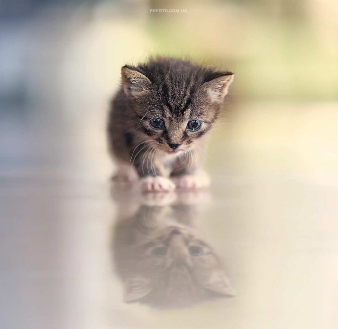 Stunning Animal Portraits by Sergey Polyushko