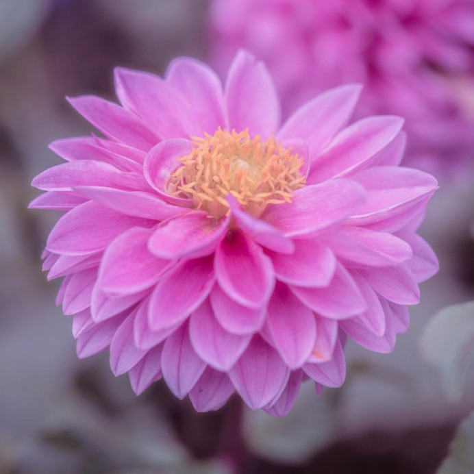Hisashi Suga Captures The Beauty of Japan's Brilliant Wildflowers