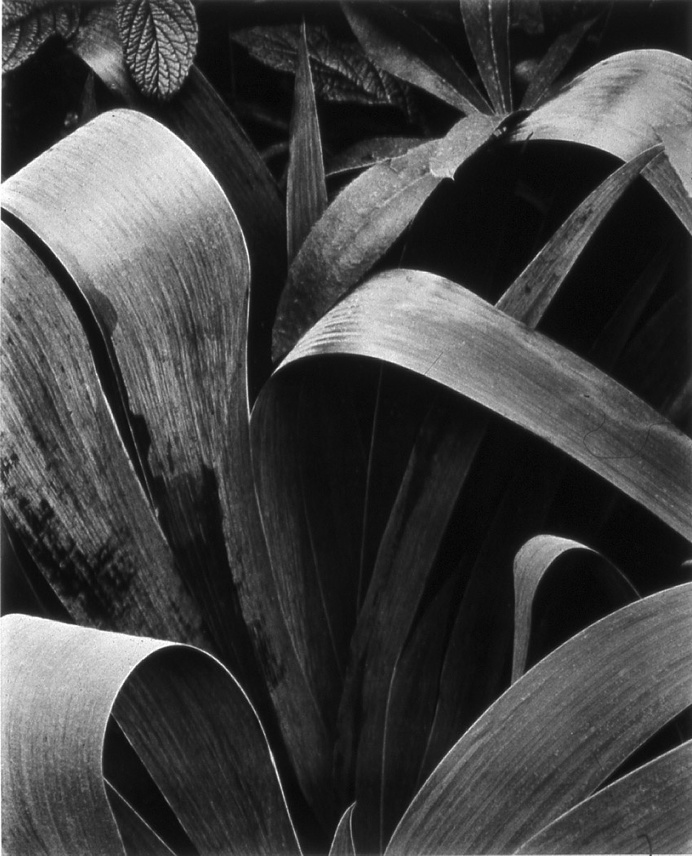 Agave