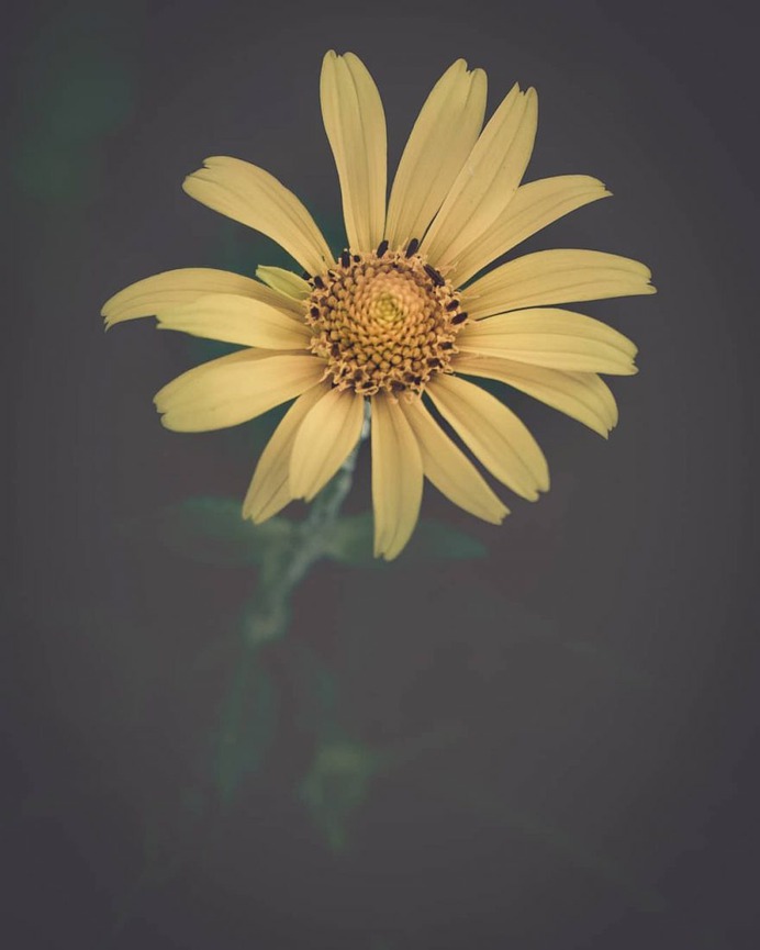Conceptual and Fine Art Flower Photography by Ana Tudur