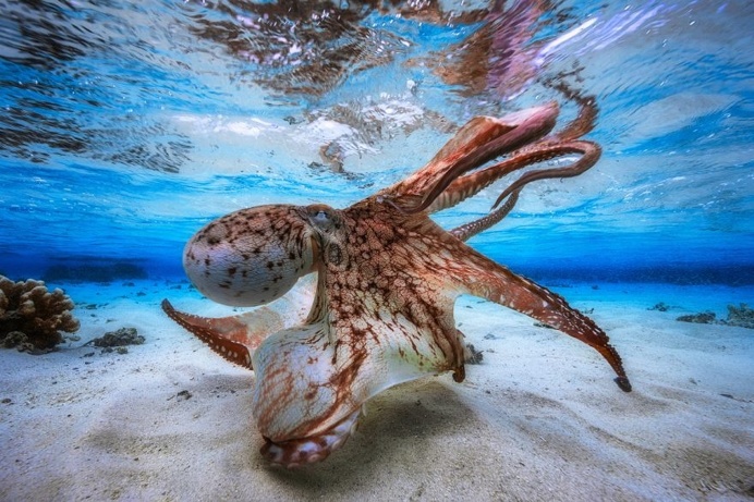 The Stunning Winners Of The 2017 Underwater Photographer Of The Year