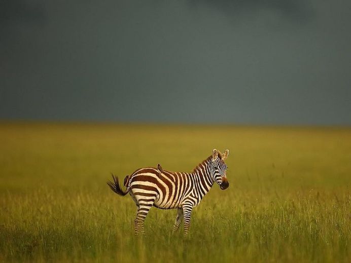 Animal Portraits by British Wildlife Photographer Lee Fisher