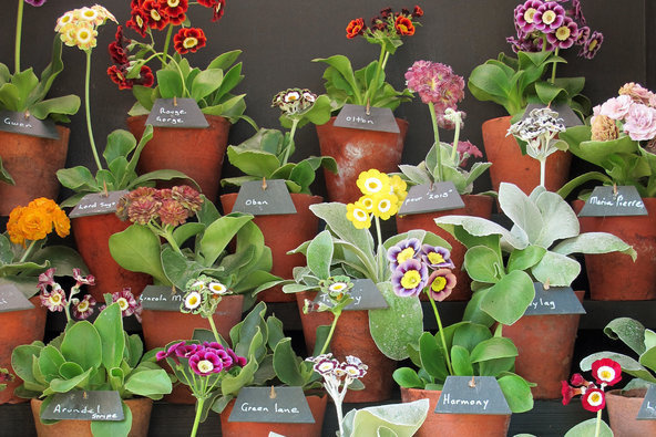 A bevy of blooms at the Journée des Plantes at Chateau de Courson. #flowers