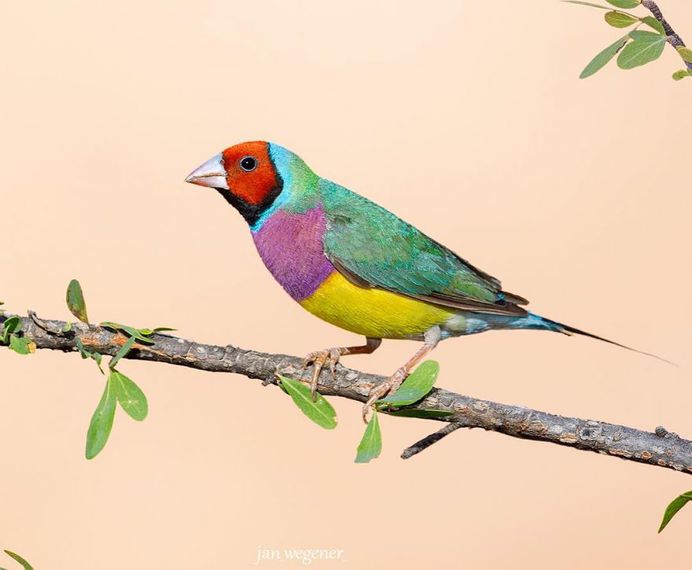 #birdsofaustralia: Adorable Bird Photography by Jan Wegener