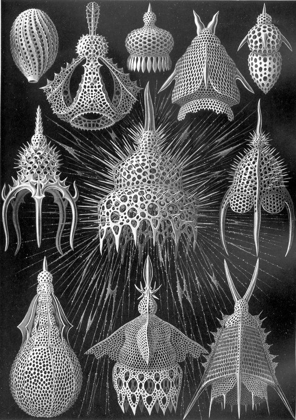 Microscopic – Rare Book 2 #vintage
