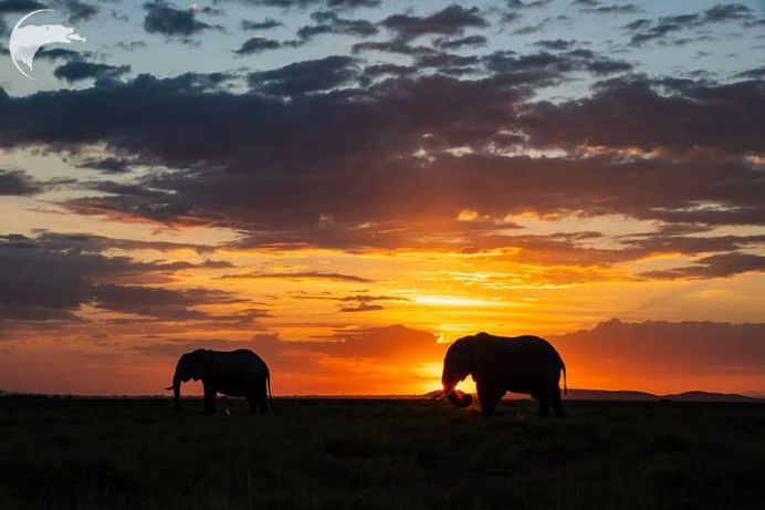 Spectacular Wild Animals Photography by Thomas D Mangelsen