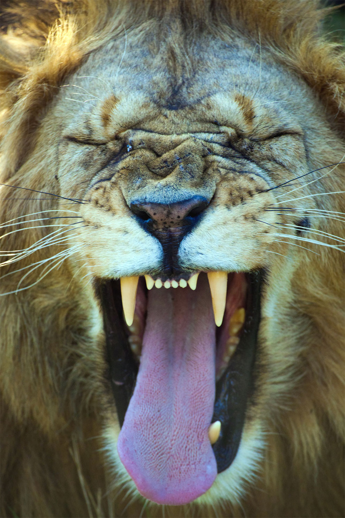Hilarious Finalists of The Comedy Wildlife Photography Awards 2016
