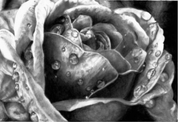 Beautiful Flower Drawings for Inspiration #flower #beautiful #drawings