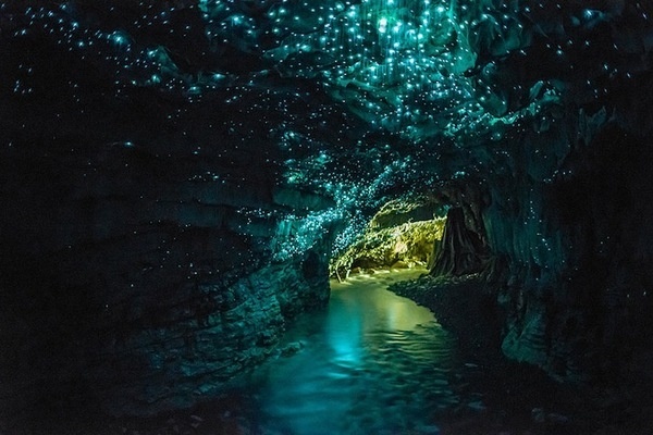 CJWHO ™ (Luminescent Glowworms Illuminate Caves in New...) #amazing #worms #design #illuminate #nature #glow #science