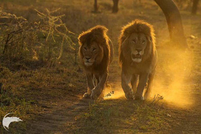 Spectacular Wild Animals Photography by Thomas D Mangelsen