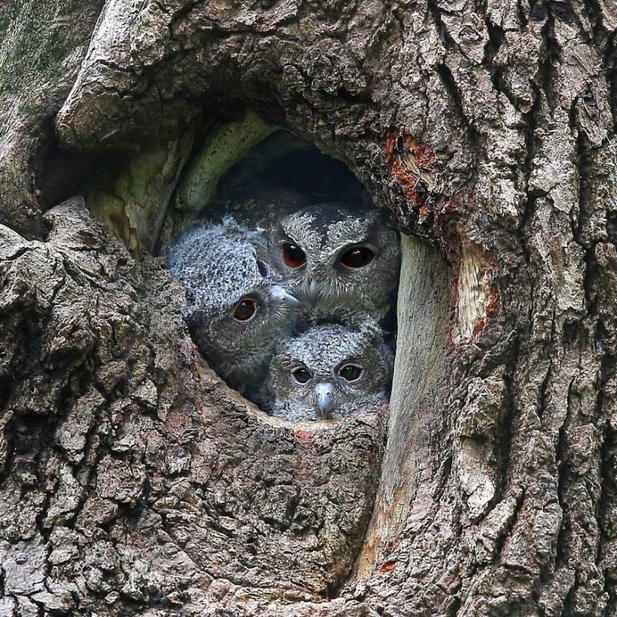 Birds of Taiwan: Brilliant Birds Photography by Chen Chengguang