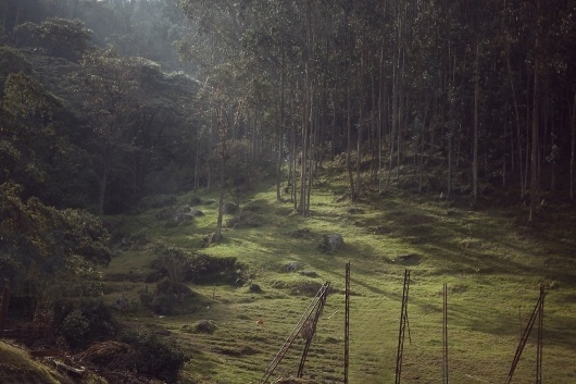 205048_site_bg_file.jpg 1300×867 pixels #presley #nathan #forest #atmosphere