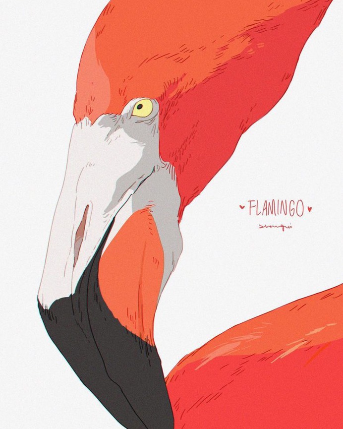 Flamingo From Africa