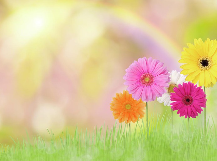 daisy painting & daisy paint by number #painting