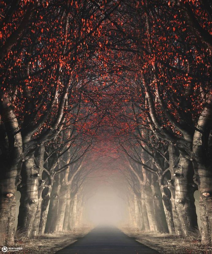 Mystical and Fine Art Forest Photography by Rob Visser